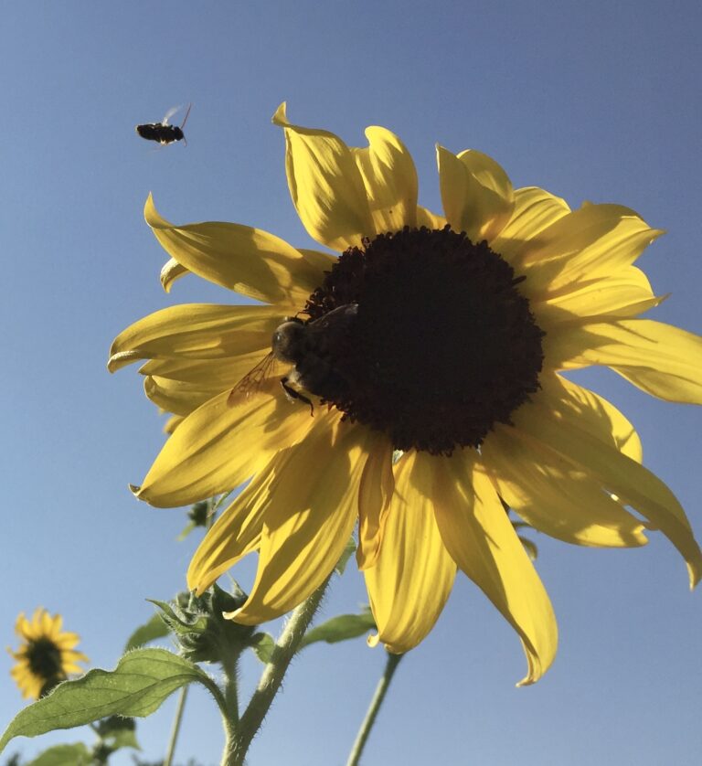 Mules Ear flower and bees pollinating