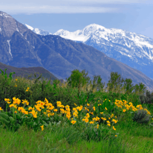 Wasatch 100 Mile
