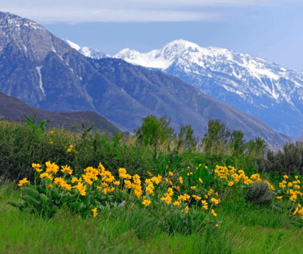 Wasatch 100 Mile